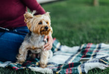 cutte dog on the blanket a small dog yorkshire terrier sunlight bright color saturation unity with nature and pets picnic time scaled 1