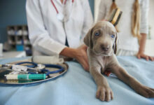 gray puppy at the vet scaled 1