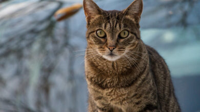 selective focus shot of a brown cat posing for the camera scaled 1