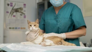 close up on veterinarian taking care of cat scaled 1