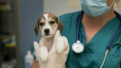 close up on veterinarian taking care of dog 1 scaled 1 1