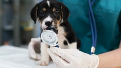 close up on veterinarian taking care of dog scaled 1