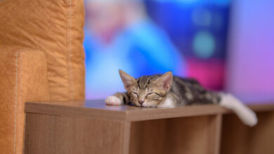 closeup of a cute domestic kitten sleeping on a wooden shelf with a blurry background scaled 1