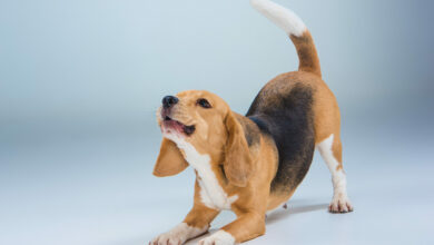 the beagle dog on gray background scaled 1 1