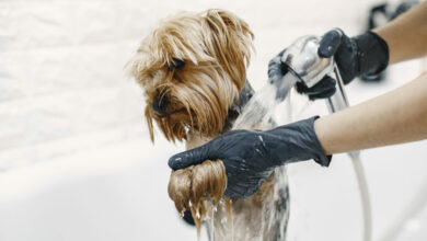 washing process small dog in a bathroom dog washed by a professional scaled 1 1