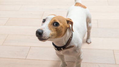 jack russell terrier at home scaled 1 1