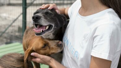 woman playing with cure rescue dogs at shelter scaled 1 1