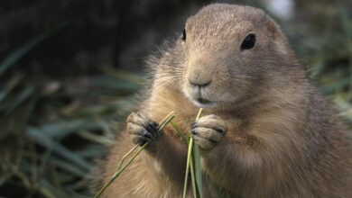 selective focus shot of a prairie dog eating grass scaled 1 1