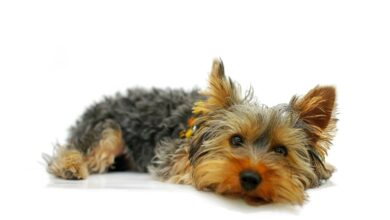 yorkshire terrier g79675117d 1280