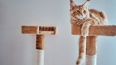 adorable ginger maine coon kitten is relaxing on special cat s equipment scaled 1