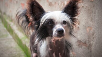 chinese crested puppy ga97797417 1280