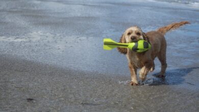 dog on the beach g415e4e26c 1280 1