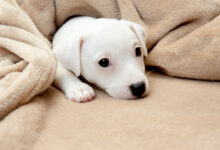 cachorrinho fofo e pequeno posando alegre em uma manta confortavel e macia scaled 1 2