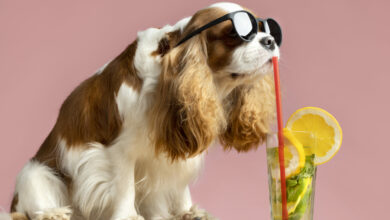 lindo retrato de animal de estimacao de cachorro com suco scaled 1 2