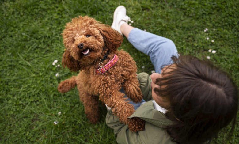 Pet terapia: tudo o que você precisa saber sobre esse técnica 61 cao adoravel no parque na natureza com o proprietario