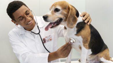 cao de verificacao veterinario de tiro medio 2